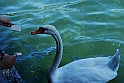 Lago di Como_223